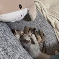 ソファで寝ている2匹の子猫