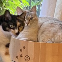 座る猫の前を歩く猫