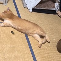 セミの近くで寝転がって伸びている猫