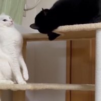 キャットタワーにいる猫たち
