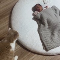 左側から見守る猫1