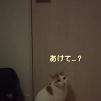 振り返る猫