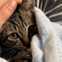 撫でられる子猫