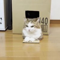 ちょっとよけてあげる秀吉君