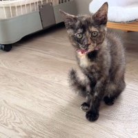 座り込む猫