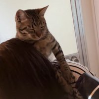 目を細める猫