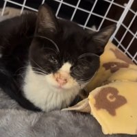 ケージの中にいる子猫