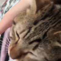 飼い主に甘える猫