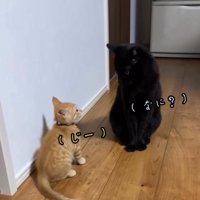 子猫に視線を返す黒猫
