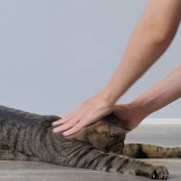 飼い主に頭を撫でられて地面に伏せる猫