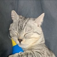 眠る猫の寝顔