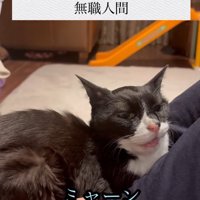 人の上に乗っている猫と「ミャーン（食い気味）」の字幕