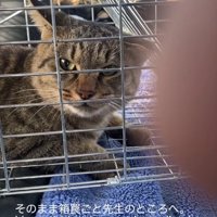 捕獲器の中にいる猫