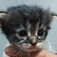 緊張した様子で遠くを見つめる子猫