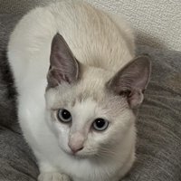 丸くなっている猫