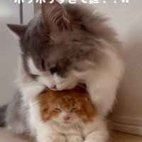 茶白の猫に覆いかぶさるグレー白の猫