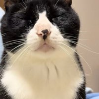 目を瞑っている猫の顔アップ