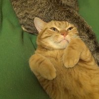 顔の横に尻尾