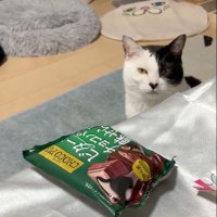 言いたげな猫