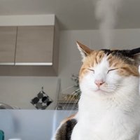 頭から湯気を出している目を閉じた猫（半身）