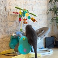 バウンサーに乗り込む猫