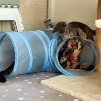 トンネル越しに遊ぶ2匹の猫