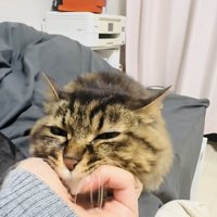 飼い主さんに顎を撫でられるキジトラ猫