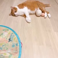 反応しない猫