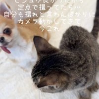 座っている猫と犬