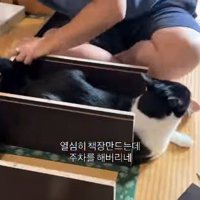 車庫のように本棚を使う猫