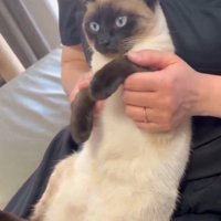 膝の上にいる猫（左手をあげている）