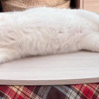 こたつの上で寝る猫（アップ）