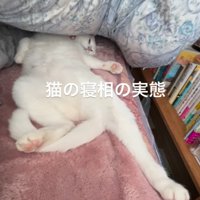 猫の姿を見て思わず吹き出す飼い主