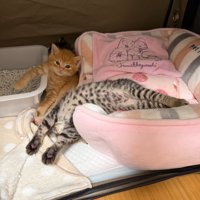 寝相がすごい猫