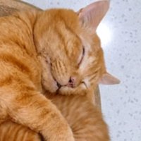 寝ている猫たち