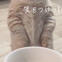 「気をつけっ！」のテロップ写真