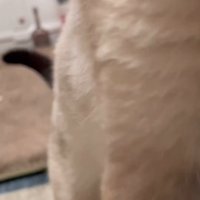 飼い主さんへ近づく猫