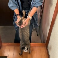 撫でられる猫