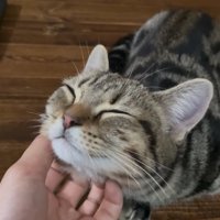 顎下を撫でられて目を瞑っている子猫