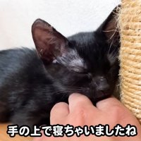 テロップ「手の上で～」