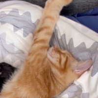 前足を伸ばして眠る茶トラ猫