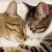 一緒に寝るキジトラ猫とキジ白猫