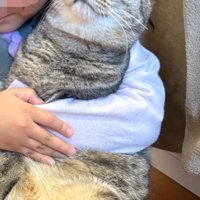 抱きしめられている猫