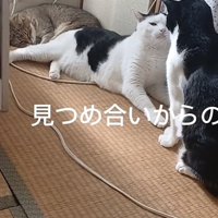 「見つめ合いからの」のテロップ写真