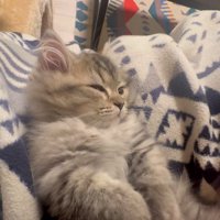 人にマッサージされている猫