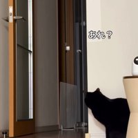 姿勢を低くする猫