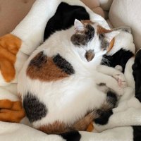 毛布の上で丸くなる猫