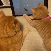 動画を見る成猫と子猫