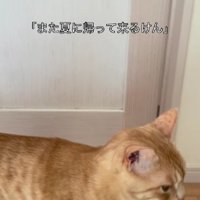 廊下を歩き回る猫