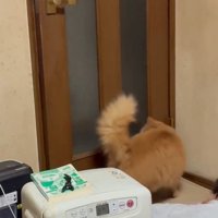 ドアを開ける猫